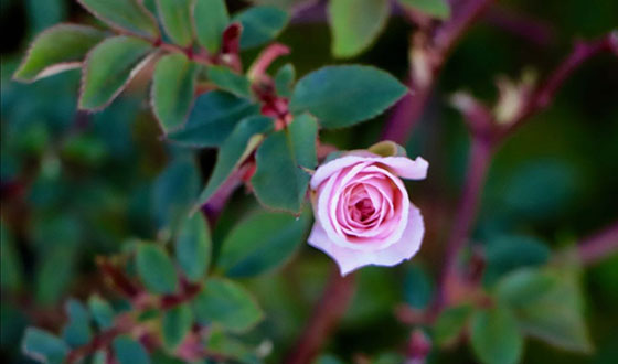 Pink rose